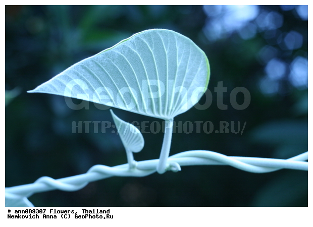 ����, �������, ������, ������, ��������, �����������, �����, ������, �����, ������������