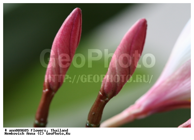 ����, �������, �����, ��������, ��������, �������, ��������, �����������, �����, ������, �����, ������������