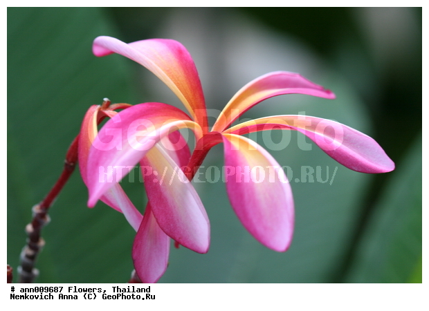 ����, �������, �����, ��������, ������, ��������, �������, ��������, �����������, �������, �����, ������, �����, ������������