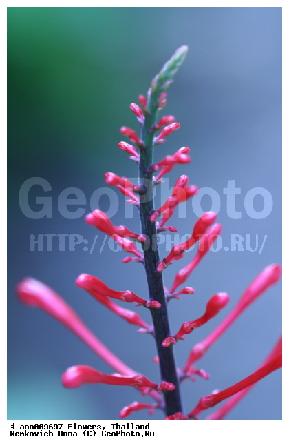 ����, �������, �����, �������, ��������, ������, ��������, ��������, �����������, �������, �����, ������, �����, ������������