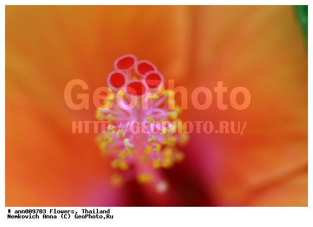 ����, �������, �������, ��������, ������, ��������, ����������, ��������, �����������, �������, �����, ������, �����, ������������