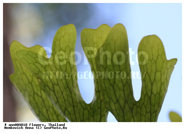 ����, �������, �����, ������, ����, ��������, ��������, �����������, �����, ������, �����, ������������