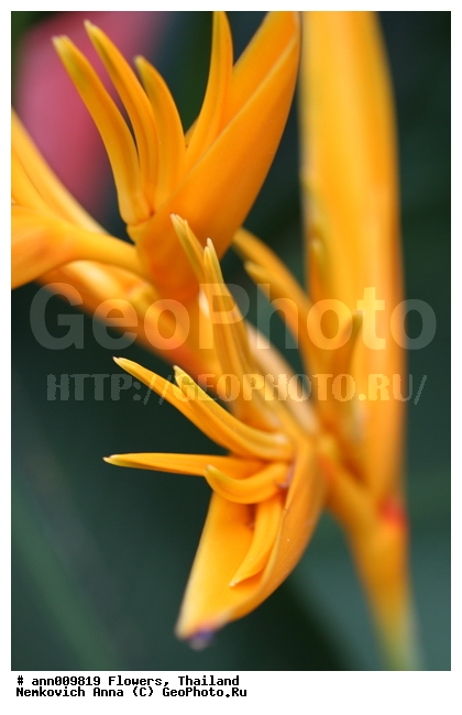 ����, �������, �����, ������, ��������, ������, ������, ��������, ��������, �����������, �������, �����, ������, �����, ������������