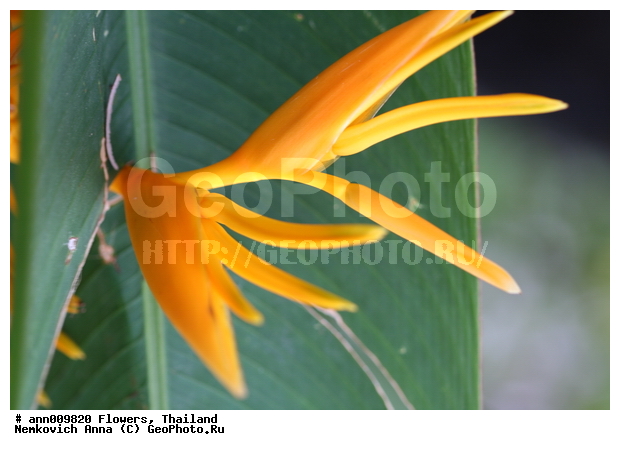 ����, �������, �����, ��������, ������, ��������, ��������, ��������, �����������, �����, ������, �����, ������������