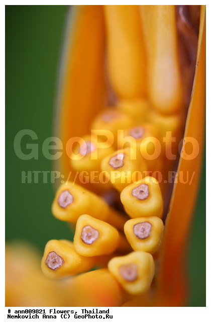 ����, �������, �����, ������, ��������, ��������, ������, ��������, �������, �����, ������, �����