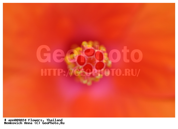 ����, �������, �������, ��������, ������, ��������, ����������, ��������, �������, �����, ������, �����