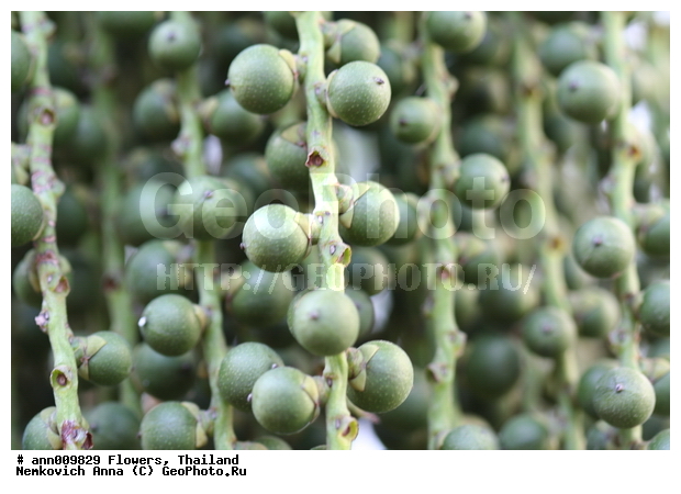 ����, �������, �����, �����, �������, ��������, ������, ��������, ������, �����, �����, �����