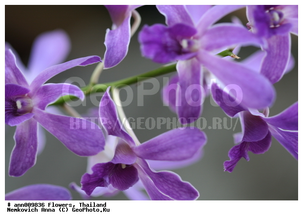 ����, �������, �����, ��������, ������, �������, ��������, ��������, �������, ����������, �����, ������, �����