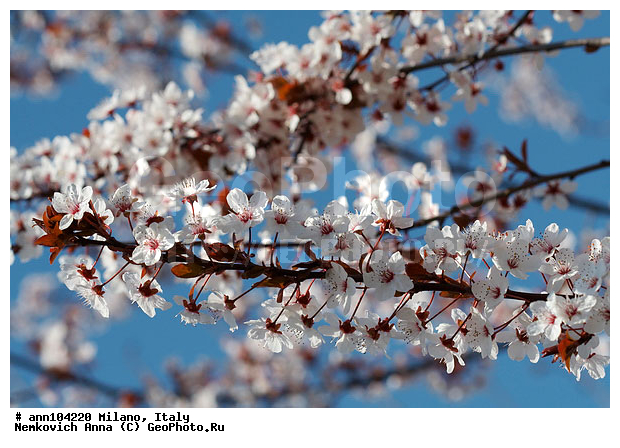 ������, �����