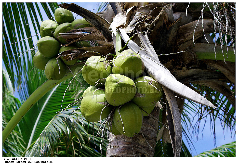 ������ ��������, �����, ��������,  ���������� ��������, ������� ��������, ������, �����, �����, XYZ, ���������, ������, ��������, Arecaceae, Palmae, Palmaceae, ��������� ������, Cocos nucifera