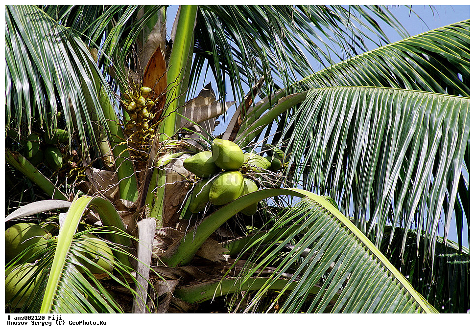 ������ ��������, �����, ��������,  ���������� ��������, ������� ��������, ������, �����, �����, XYZ, ���������, ������, ��������, Arecaceae, Palmae, Palmaceae, ��������� ������, Cocos nucifera