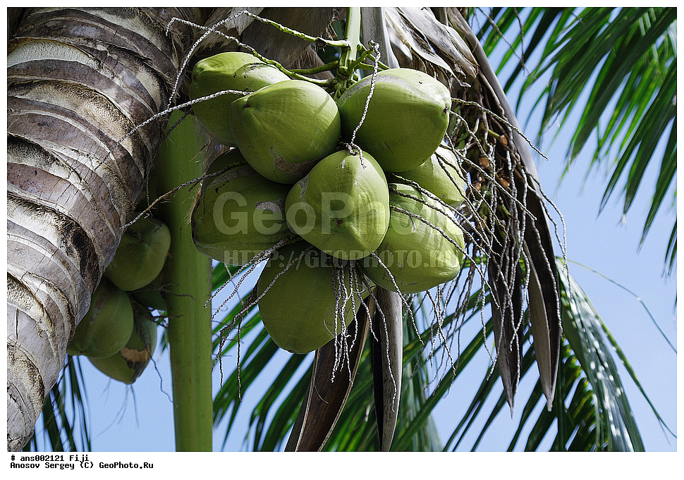 ������ ��������, �����, ��������,  ���������� ��������, ������� ��������, ������, �����, �����, XYZ, ���������, ������, ��������, Arecaceae, Palmae, Palmaceae, ��������� ������, Cocos nucifera