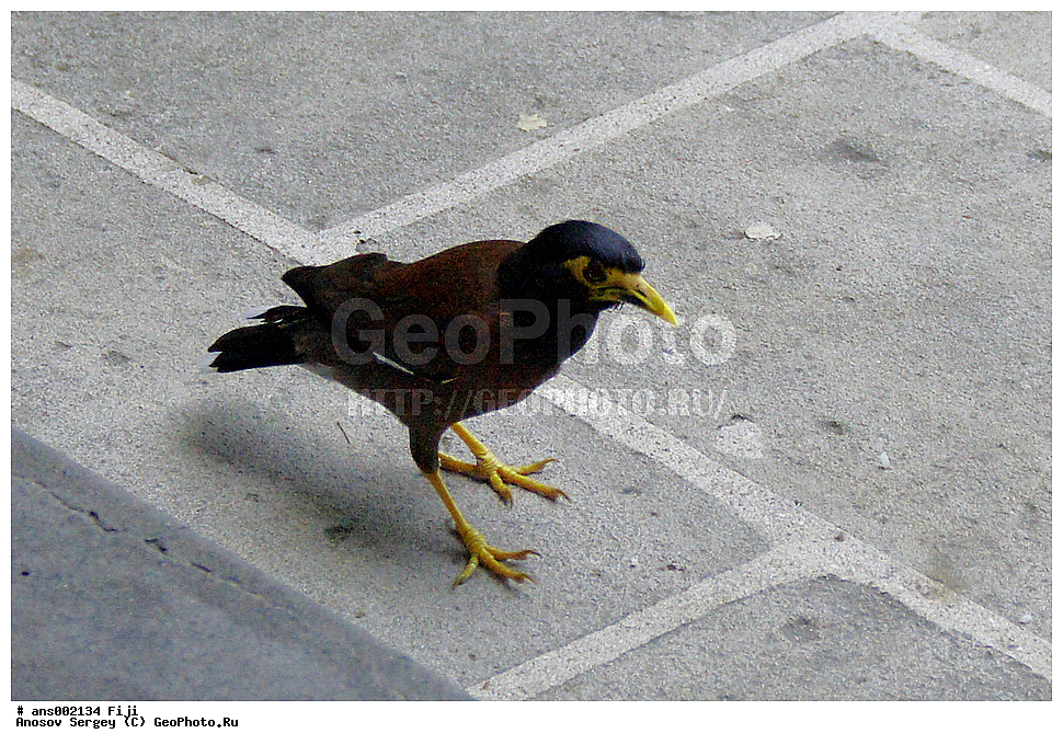 ��������, ��������, �����, �����, ��������, �����������, XYZ, �����, ����������, Sturnidae, ������������ �����, ���������� �������, Acridotheres tristis