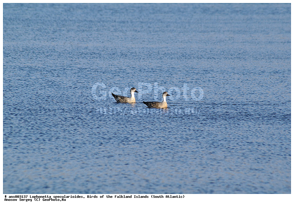 �����, ������������ �������, ����� ���������, �������� ����, �����, �����������������, ������������� �����, XYZ, ������, Anatidae, ����������� �������� ����, Lophonetta specularioides specularioides