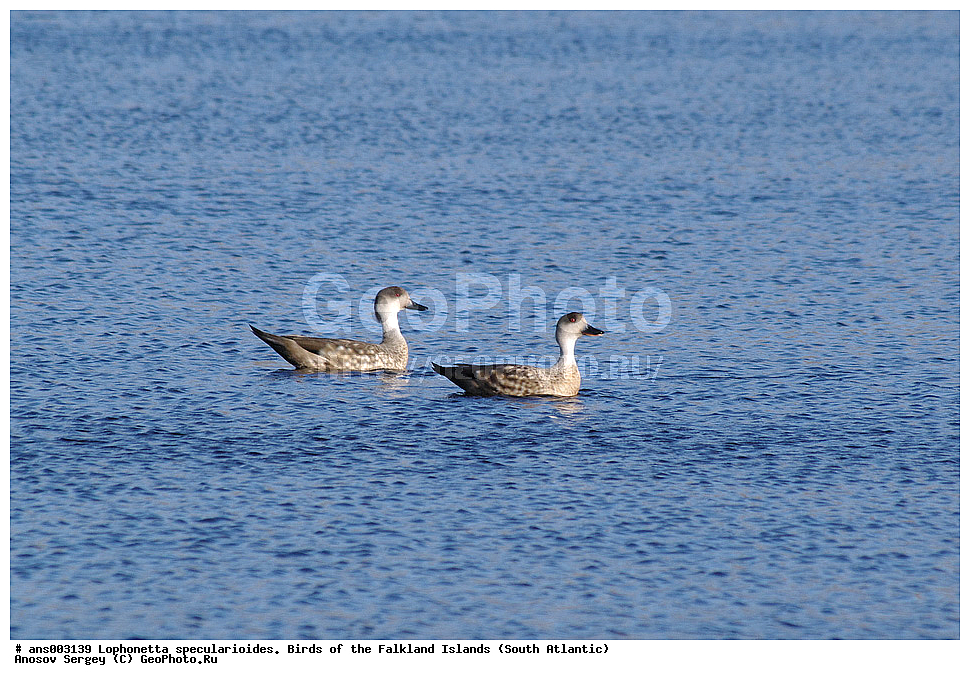�����, ������������ �������, ����� ���������, �������� ����, �����, �����������������, ������������� �����, XYZ, ������, Anatidae, ����������� �������� ����, Lophonetta specularioides specularioides