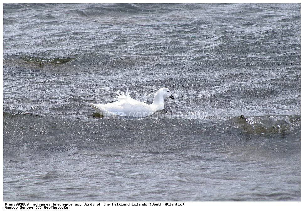 �����, ������������ �������, ����� ���������, ������������ ����, �����, �����������������, ������������� �����, XYZ, ������, Anatidae, ����������� �������, Chloephaga hybrida