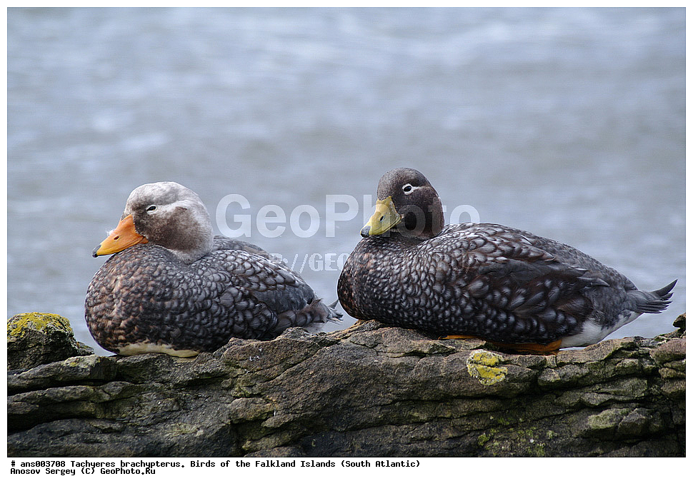 �����, ������������ �������, ����� ���������, ������������ ����-�������, �����, �����������������, ������������� �����, XYZ, ������, Anatidae, ������������ ����-�������, ������������ ���������� ����-�������, Tachyeres brachypterus