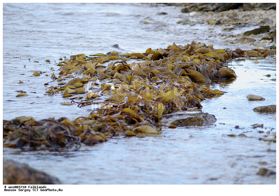 �����, ��������,  ���������, ������������, �������, �����������, ��������, ���������, ������� �������, Laminaria sp., ������������, Laminariaceae