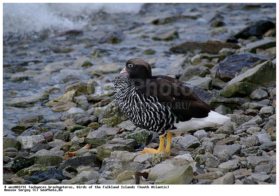 �����, ������������ �������, ����� ���������, ������������ ����, �����, �����������������, ������������� �����, XYZ, ������, Anatidae, ����������� �������, Chloephaga hybrida