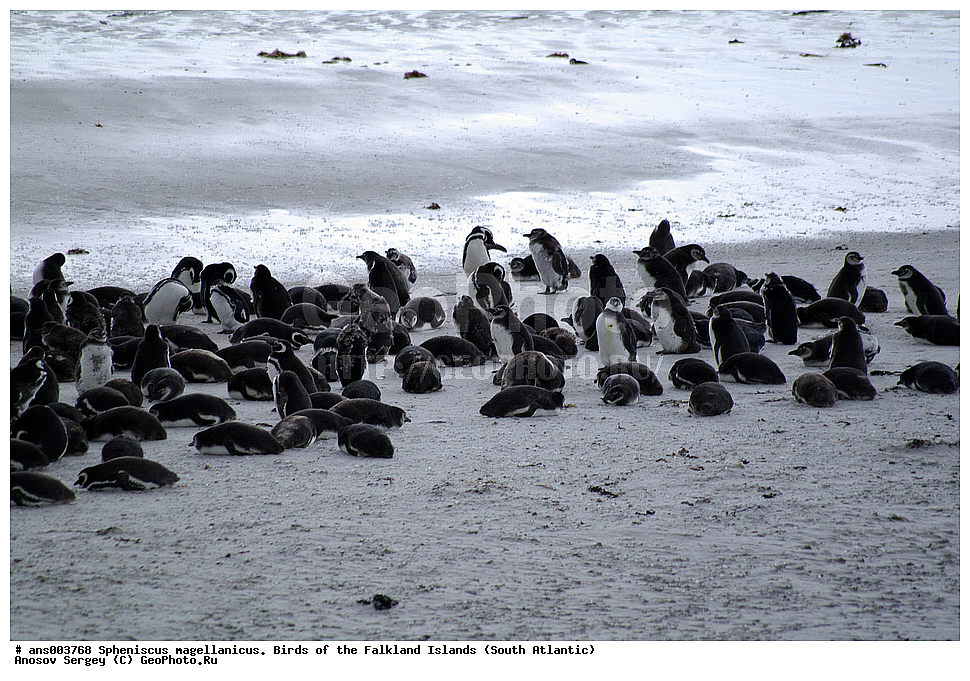�����, ������������ �������, ����� ���������, ���������� �������, ��������, ��������, �����, �����, ��������, �����������, ������� �����, ������� �����, XYZ, �����������, ��������, Spheniscidae, ���������� �������, ������������ �������, Spheniscus magellanicus