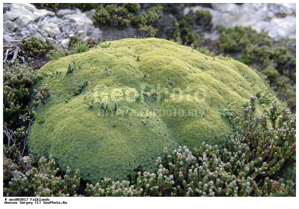 ������ ��������, �����, ��������,  ���������� ��������,���������, ������������, �������, �����������, ��������, ������ ������������, Bolax gummifera, ���������, ������������, ������������, Umbelliferae, Apiaceae