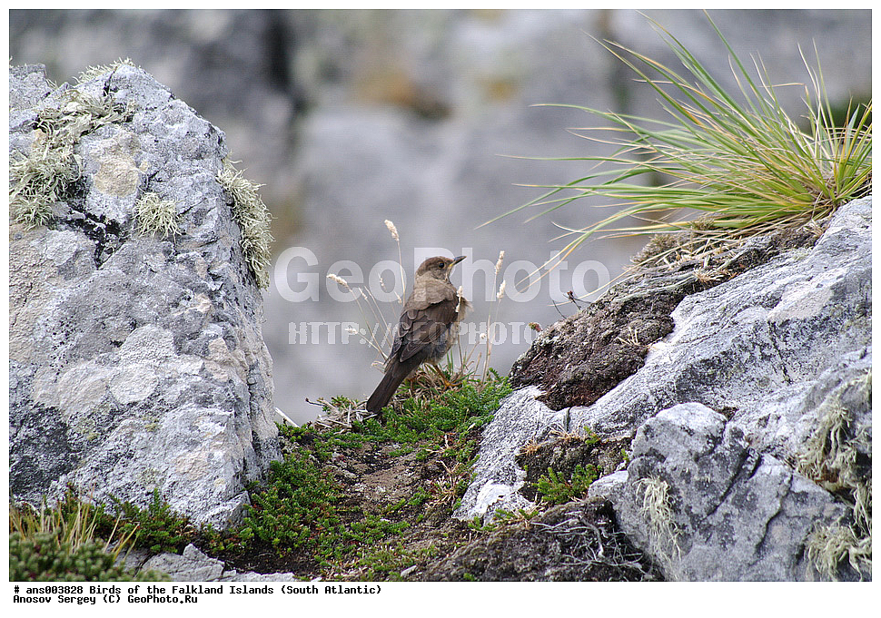 �����, ������������ �������, ����� ���������, ������������ �����, ��������, ��������, �����, �����, ��������, �����������, XYZ, ���������, Turdidae, ���������� �����, Turdus falcklandii, ������������� �����