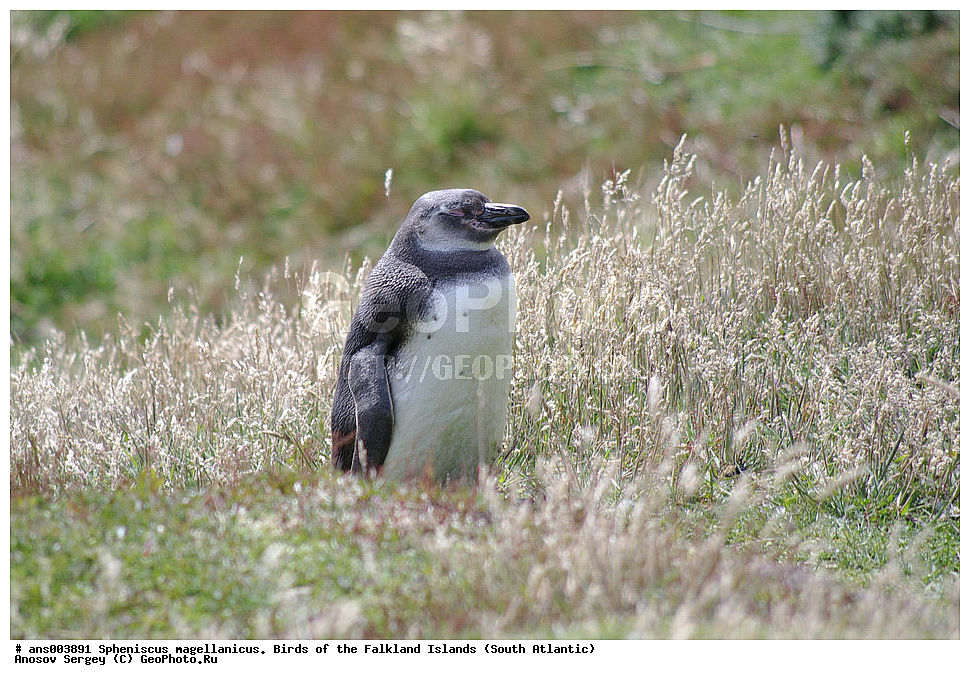 �����, ������������ �������, ����� ���������, ���������� �������, ��������, ��������, �����, �����, ��������, �����������, ������� �����, ������� �����, XYZ, �����������, ��������, Spheniscidae, ���������� �������, ������������ �������, Spheniscus magellanicus