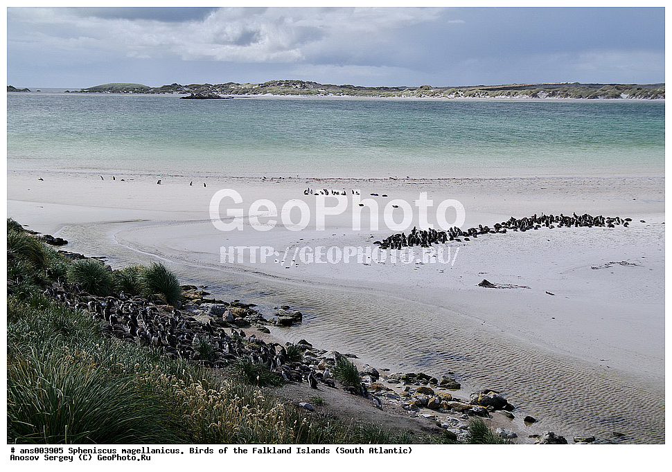 �����, ������������ �������, ����� ���������, ���������� �������, ��������, ��������, �����, �����, ��������, �����������, ������� �����, ������� �����, XYZ, �����������, ��������, Spheniscidae, ���������� �������, ������������ �������, Spheniscus magellanicus