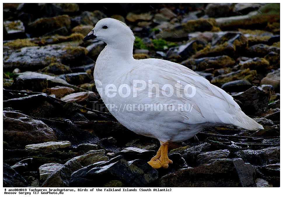 �����, ������������ �������, ����� ���������, ������������ ����, �����, �����������������, ������������� �����, XYZ, ������, Anatidae, ����������� �������, Chloephaga hybrida