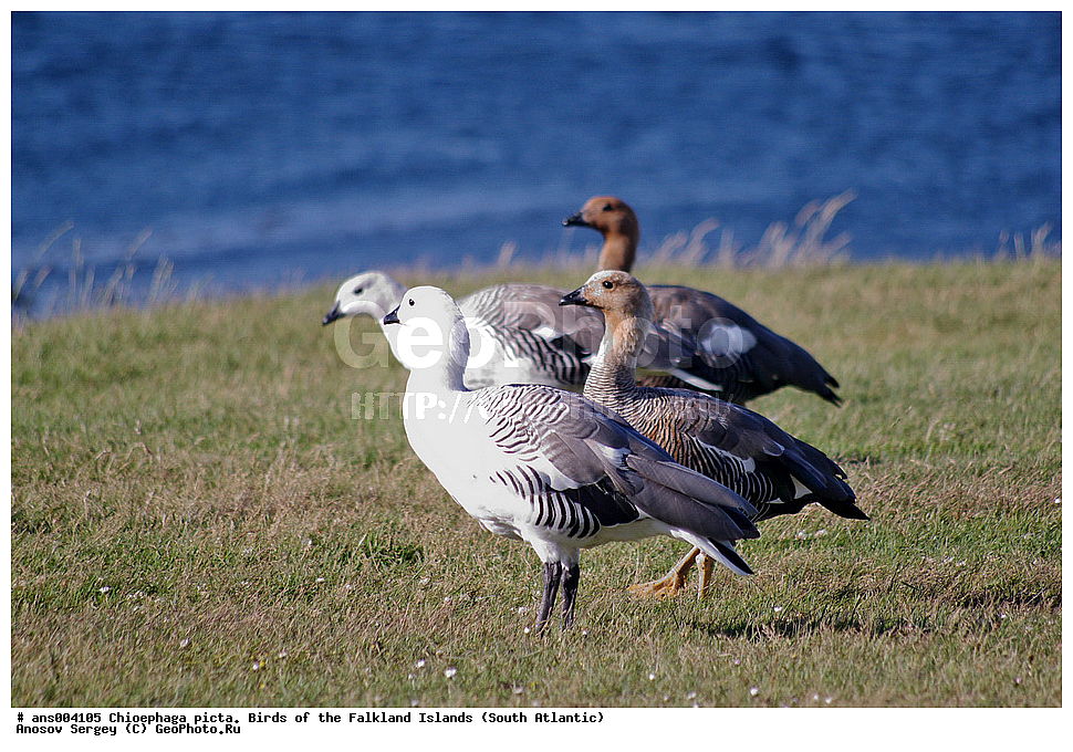 �����, ������������ �������, ����� ���������, ���������� ����, �����, �����������������, ������������� �����, XYZ, ������, Anatidae, ������������ ���������� ����, Chloephaga picta