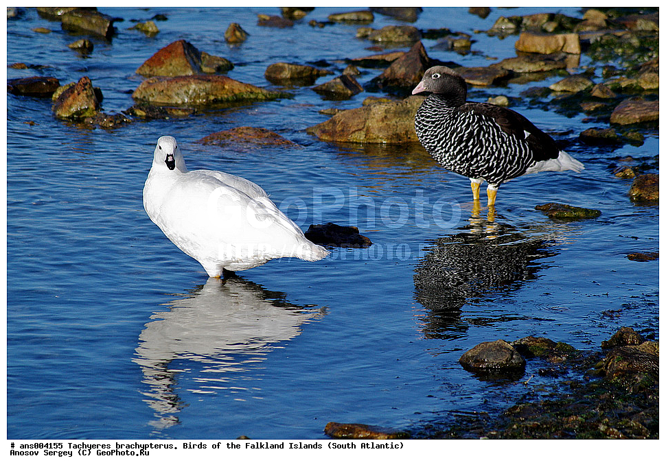 �����, ������������ �������, ����� ���������, ������������ ����, �����, �����������������, ������������� �����, XYZ, ������, Anatidae, ����������� �������, Chloephaga hybrida