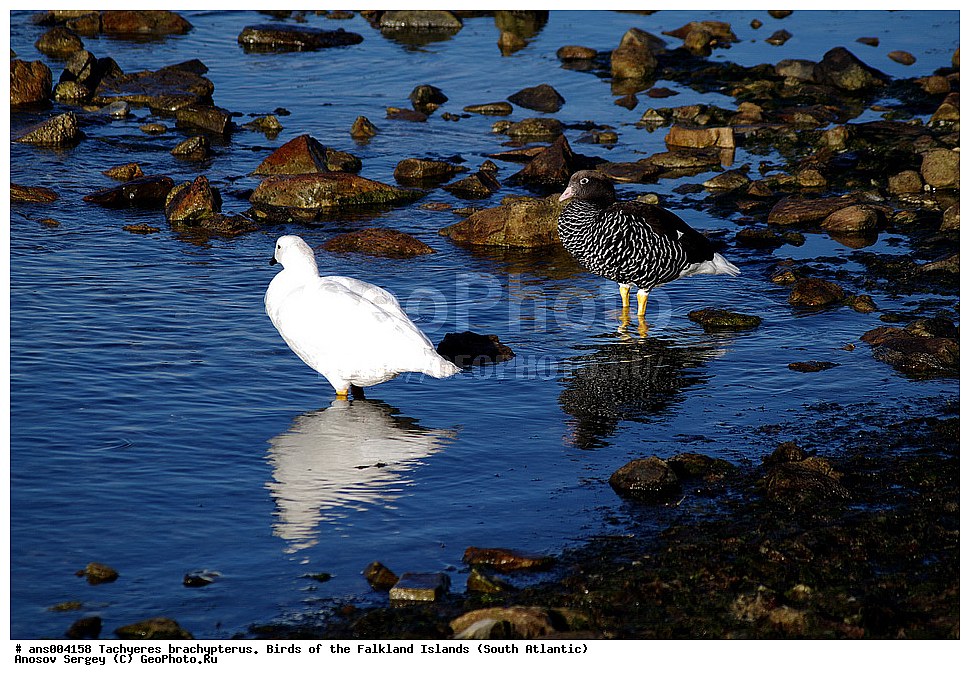 �����, ������������ �������, ����� ���������, ������������ ����, �����, �����������������, ������������� �����, XYZ, ������, Anatidae, ����������� �������, Chloephaga hybrida