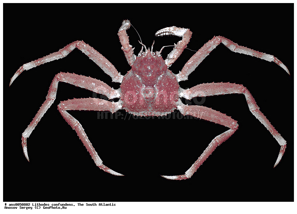  Lithodes confundens, South Atlantic, ����������