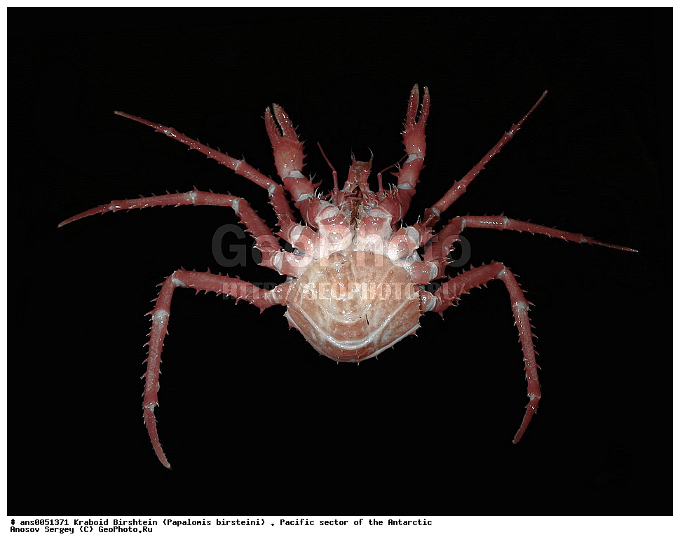 �������������� �����, Euphausia superba