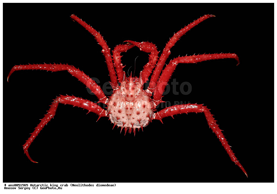 �������������� ����������� ����,  ����� ���������, ����������, Neolithodes diomedeae