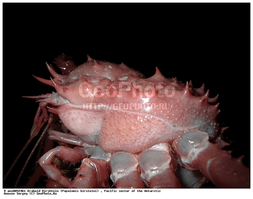 �������������� �����, Euphausia superba