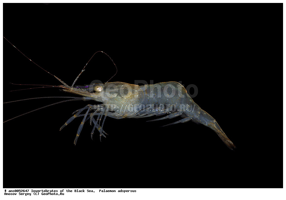 ��������������, ������������, ������ ����, Palaemon adspersus, ��������, �� ������ ����