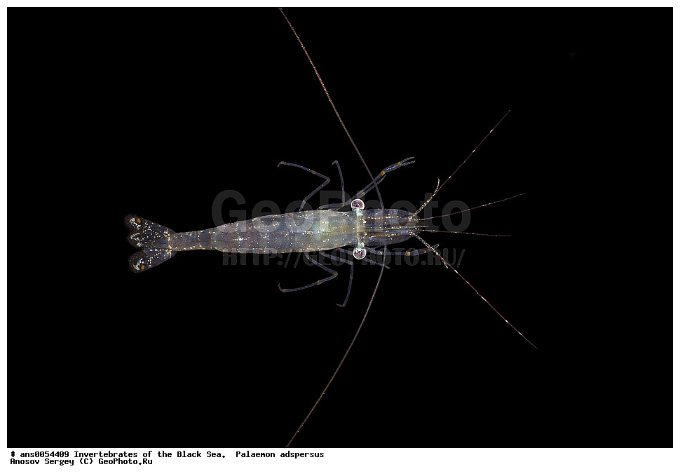 ��������������, ������������, ������ ����, Palaemon adspersus, ��������, �� ������ ����