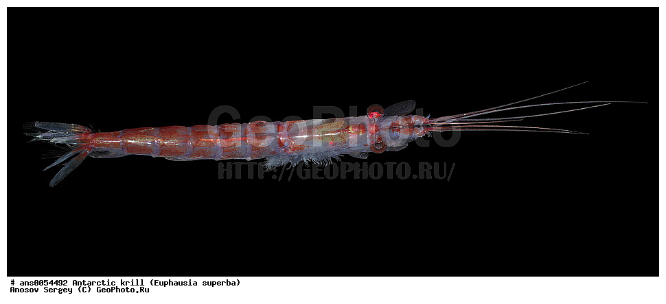 �������������� �����, Euphausia superba