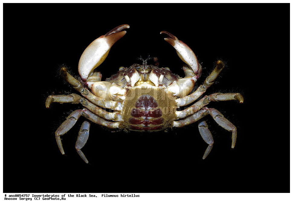 ��������������, ������������, ������ ����, Pilumnus hirtellus