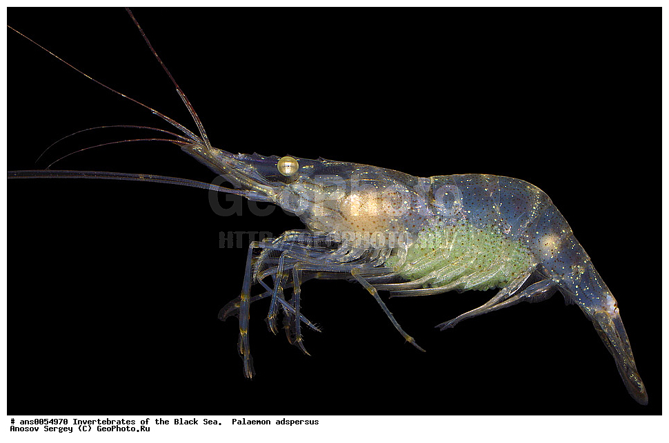 ��������������, ������������, ������ ����, Palaemon adspersus, ��������, �� ������ ����