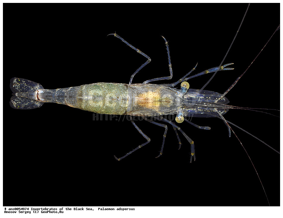 ��������������, ������������, ������ ����, Palaemon adspersus, ��������, �� ������ ����