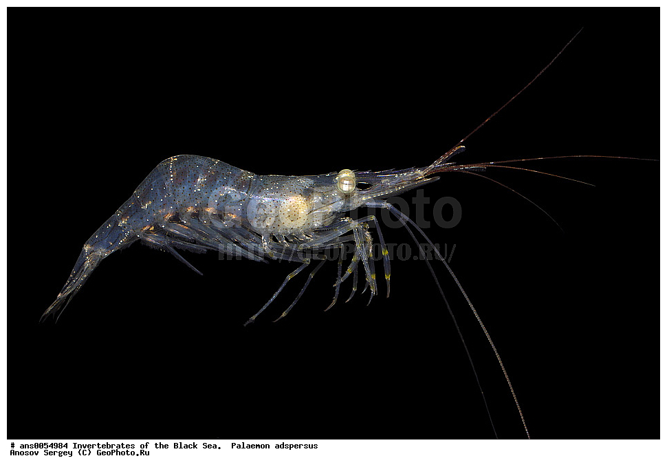 ��������������, ������������, ������ ����, Palaemon adspersus, ��������, �� ������ ����