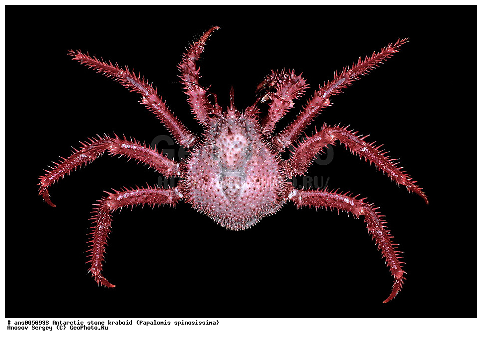 �������������� �������� �������, Papalomis spinosissima, ����� ���������, ����������