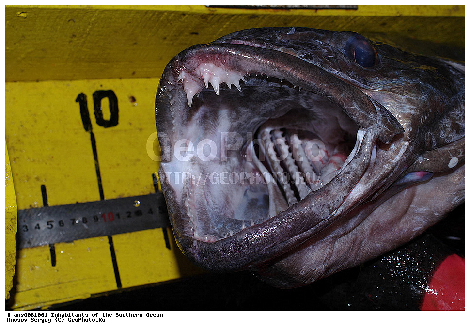 ��������, ��������, ����, ����, �����, �����, ���������, �������������, �����, XYZ, ������������, Nototheniidae, ����������� ������, Dissostichus eleginoides