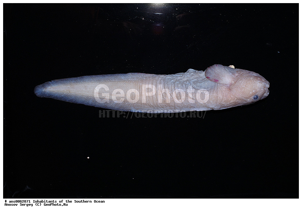 ��������, ��������, ����, ����, �����, �����, ���������, �������������, �����, XYZ, ���������, ������� ������, Liparidae, ������� �������, Paraliparis sp.