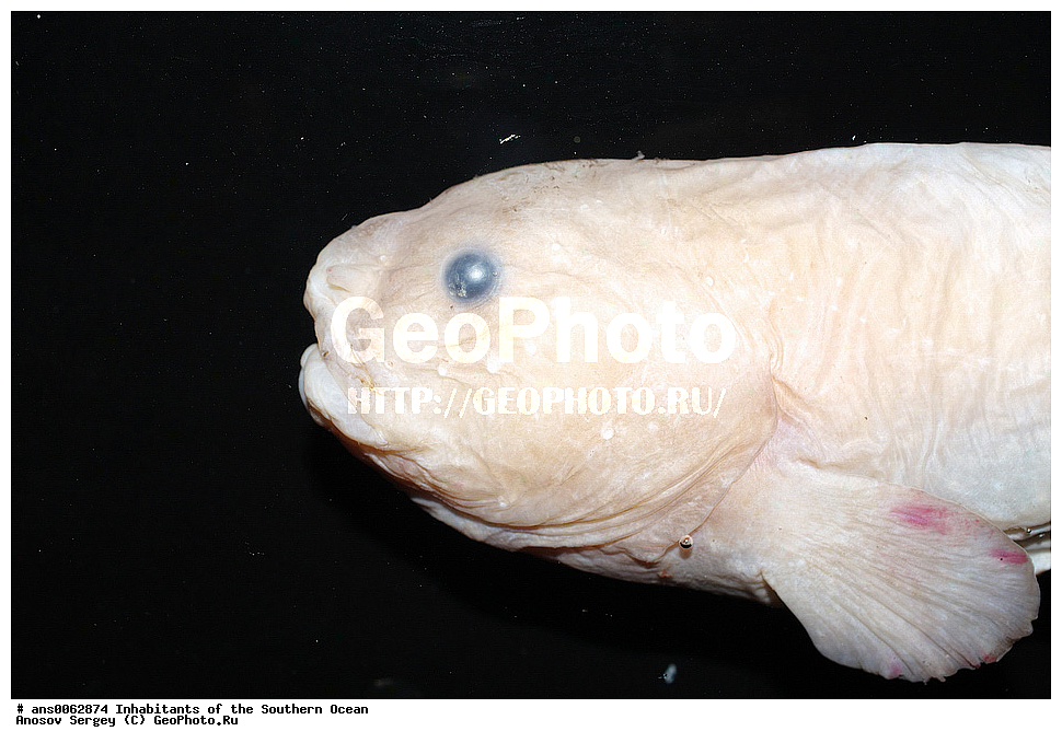 ��������, ��������, ����, ����, �����, �����, ���������, �������������, �����, XYZ, ���������, ������� ������, Liparidae, ������� �������, Paraliparis sp.