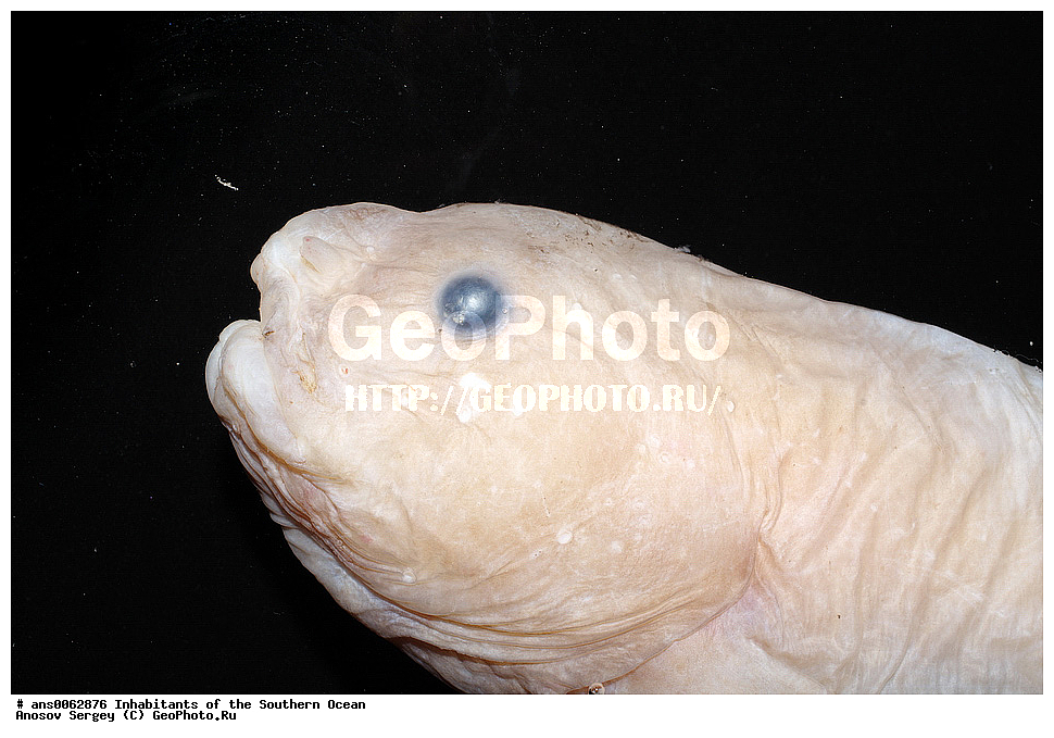 ��������, ��������, ����, ����, �����, �����, ���������, �������������, �����, XYZ, ���������, ������� ������, Liparidae, ������� �������, Paraliparis sp.