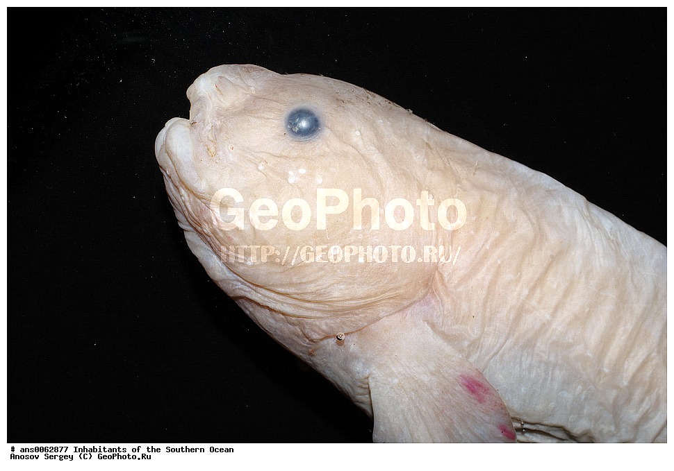 ��������, ��������, ����, ����, �����, �����, ���������, �������������, �����, XYZ, ���������, ������� ������, Liparidae, ������� �������, Paraliparis sp.