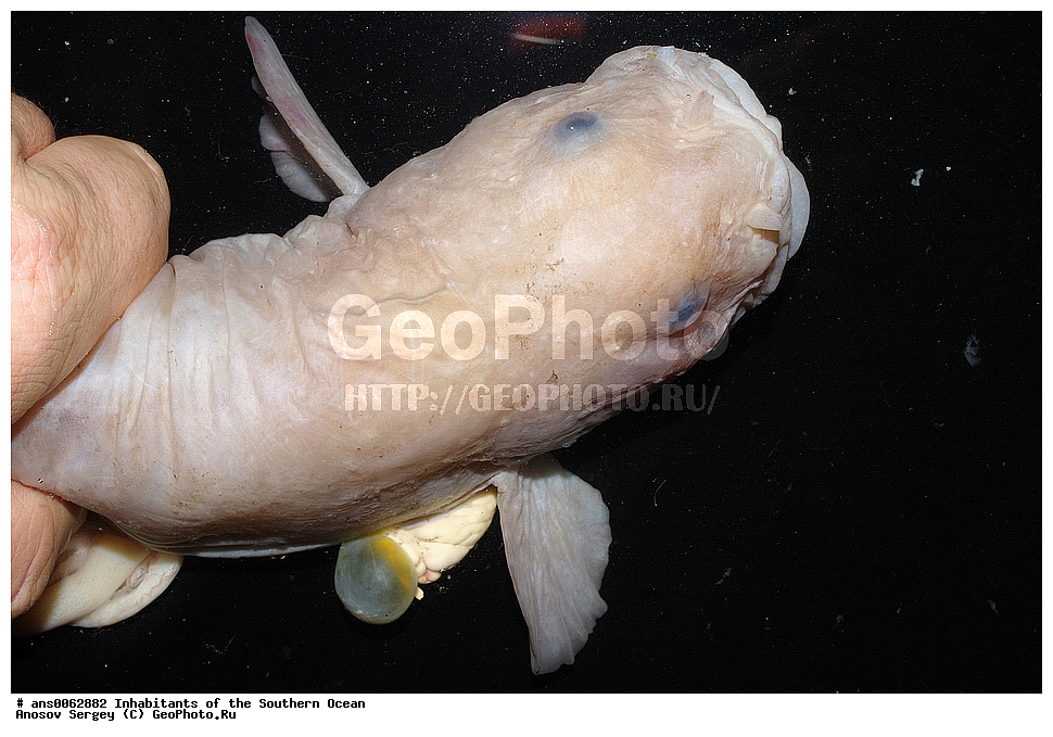 ��������, ��������, ����, ����, �����, �����, ���������, �������������, �����, XYZ, ���������, ������� ������, Liparidae, ������� �������, Paraliparis sp.